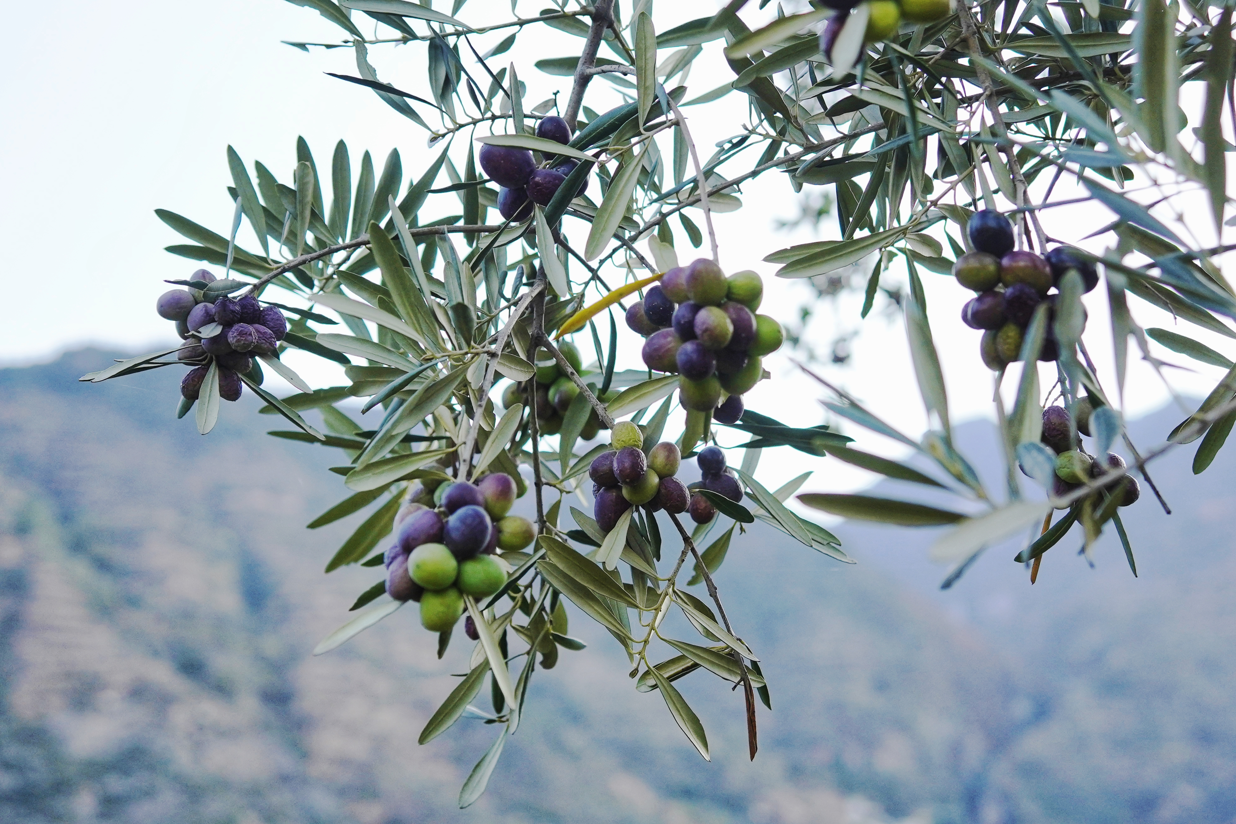 如果是在金秋十月来到武都区,你会看到或油金黑亮或紫绿相间的油橄榄
