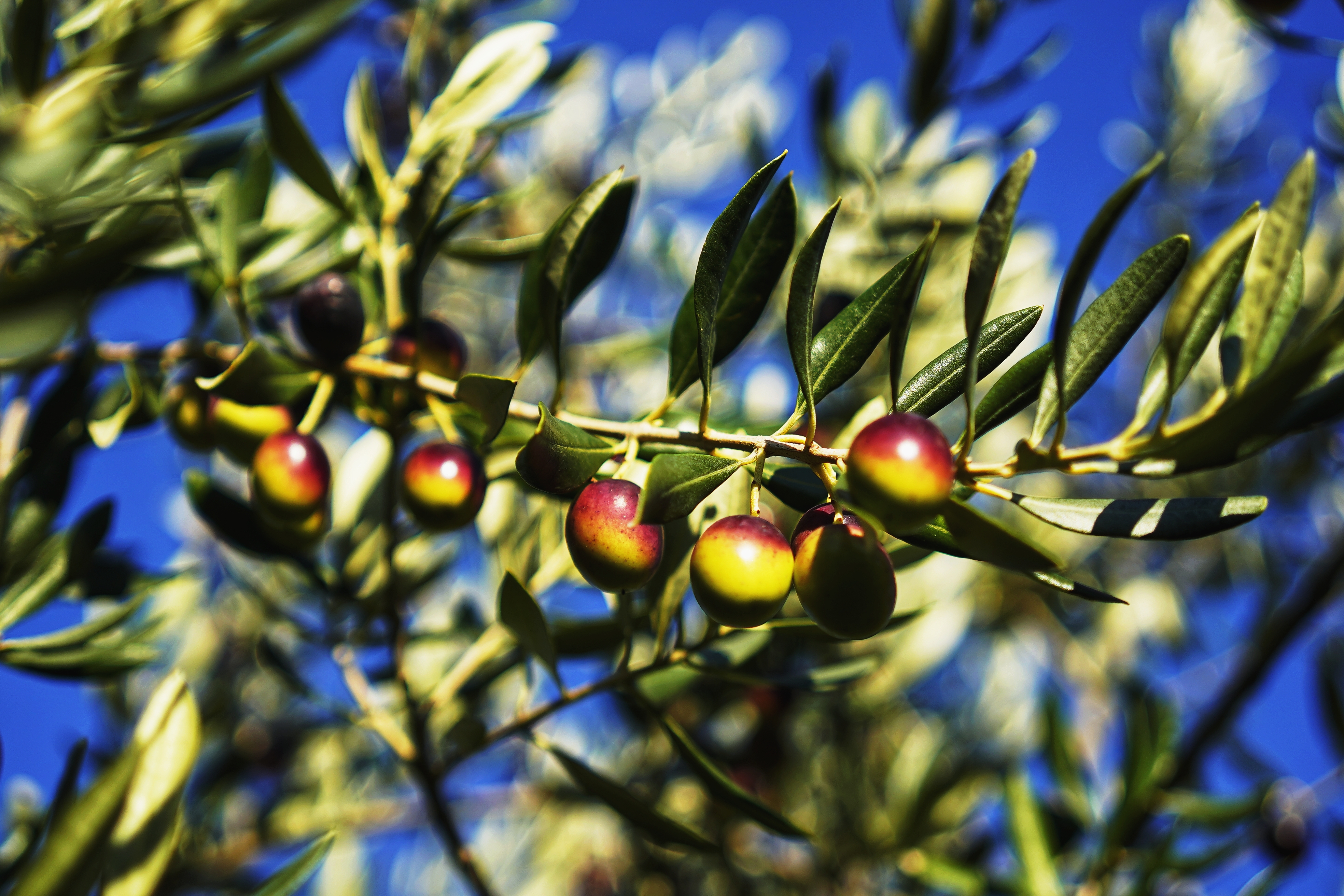 11月初,武都区的油橄榄果挂满枝头